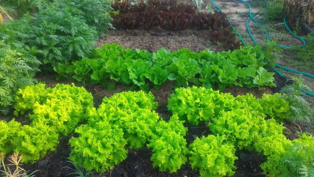 Healthy lettuce plants growing and thriving in the garden.