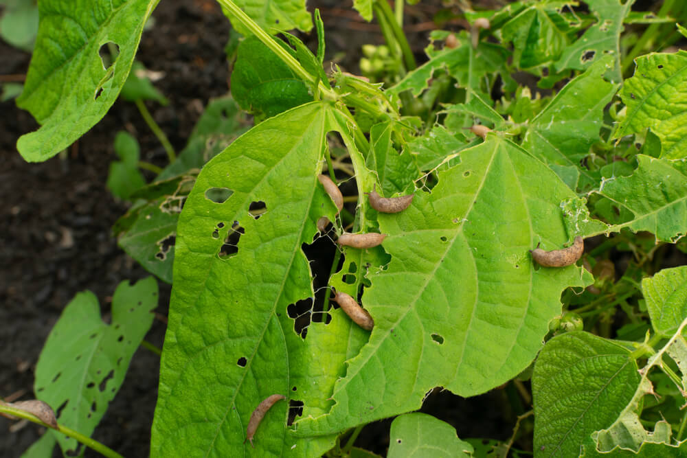 Hungry snails devouring a bean crop.