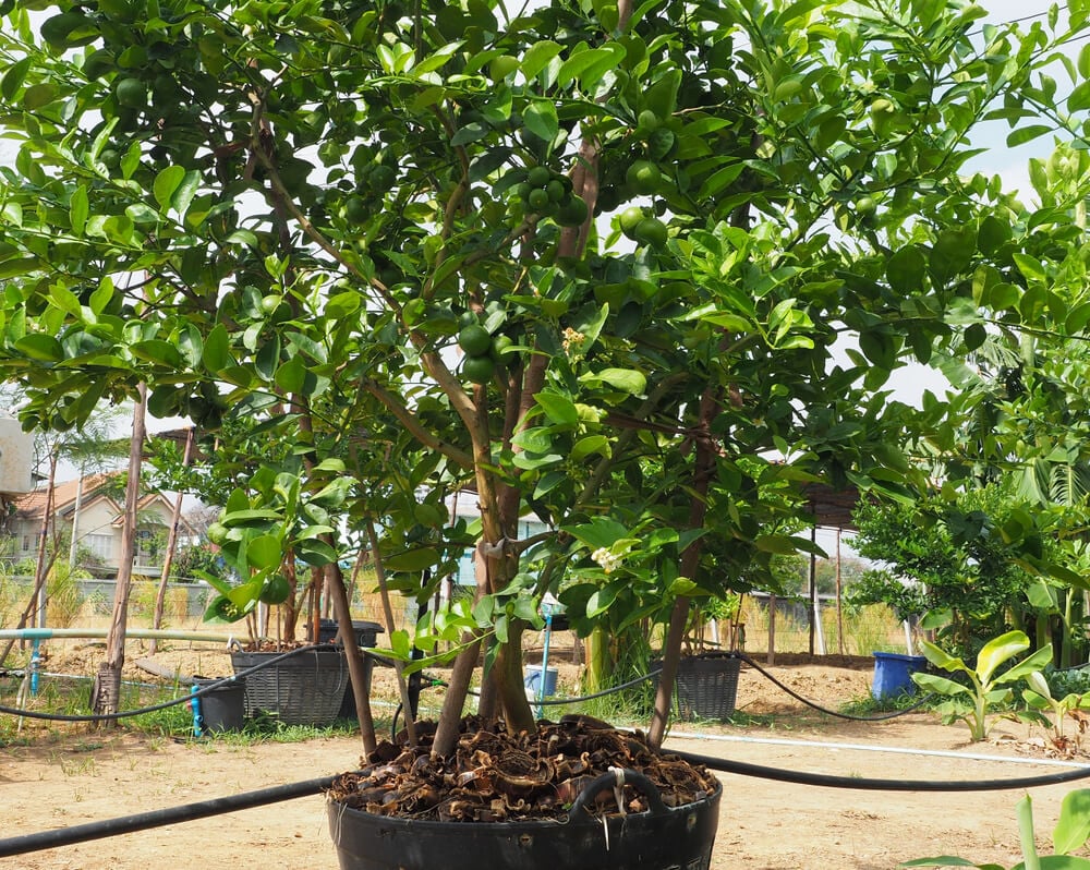 Large and healthy lime trees growing in jumbo recyclable containers.