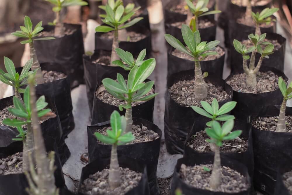 Lovely bonsai plants growing in small grow bag pots.