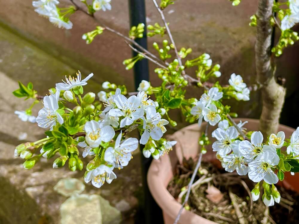 Lovely flowering cherry tree growing in a large pot.