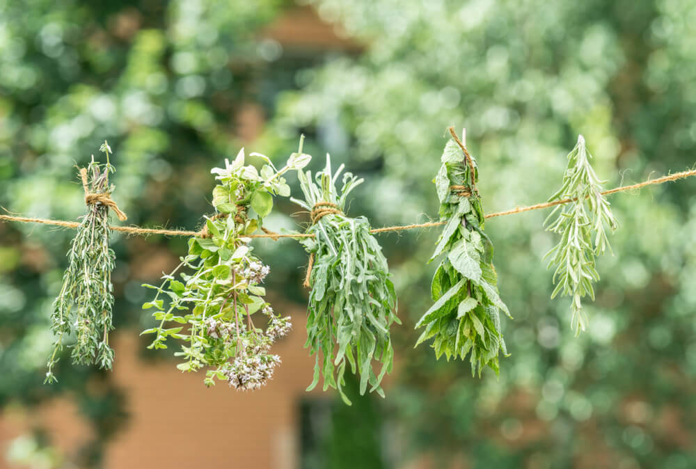 Lovely garden herbs drying on a twine in the open air.