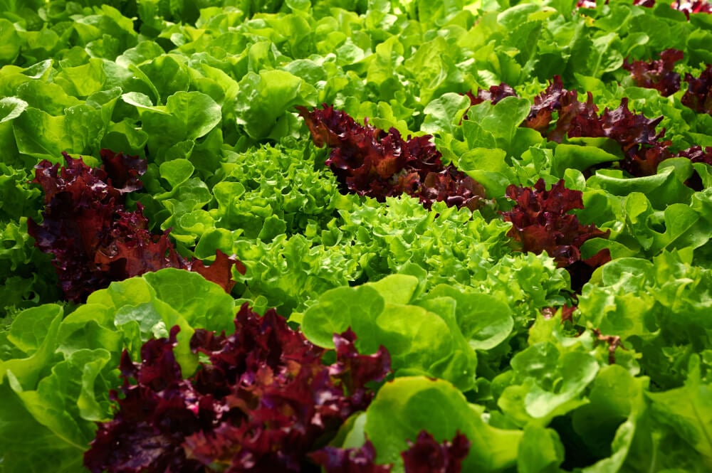 Lovely Great Lakes lettuce growing alongside another lettuce cultivar with red leaves.