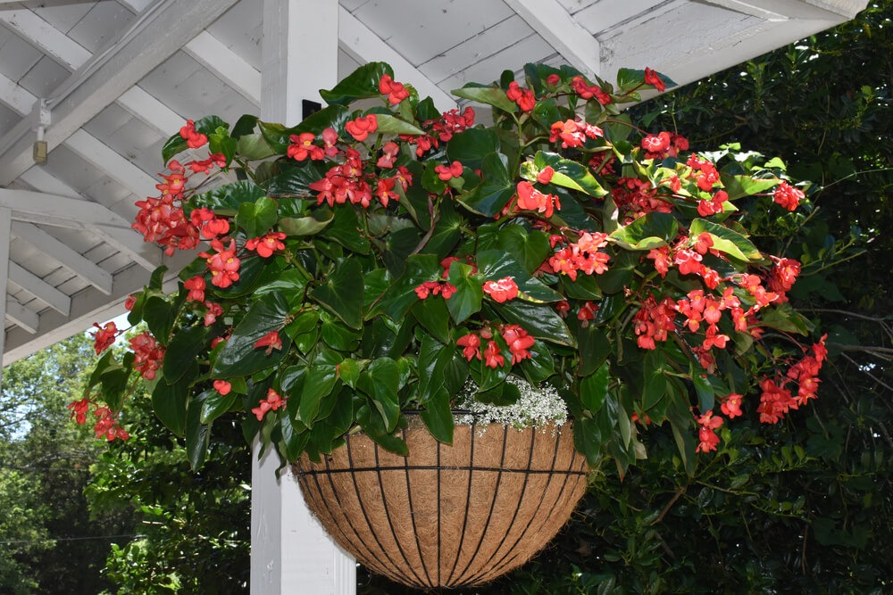 Lovely hanging basket stuffed with gorgeous red begonia flowers.