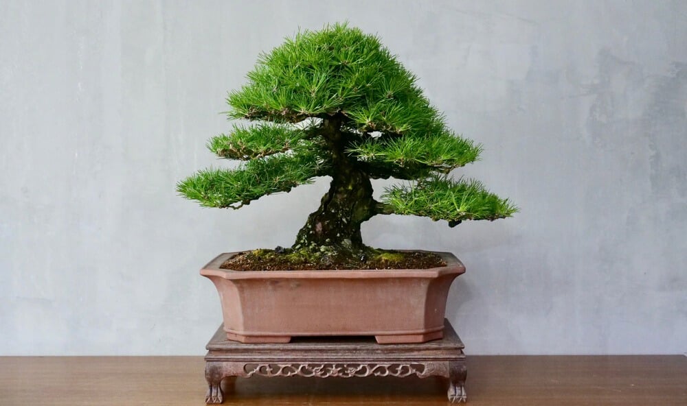 Lovely Japanese black pine bonsai tree growing in a small container.