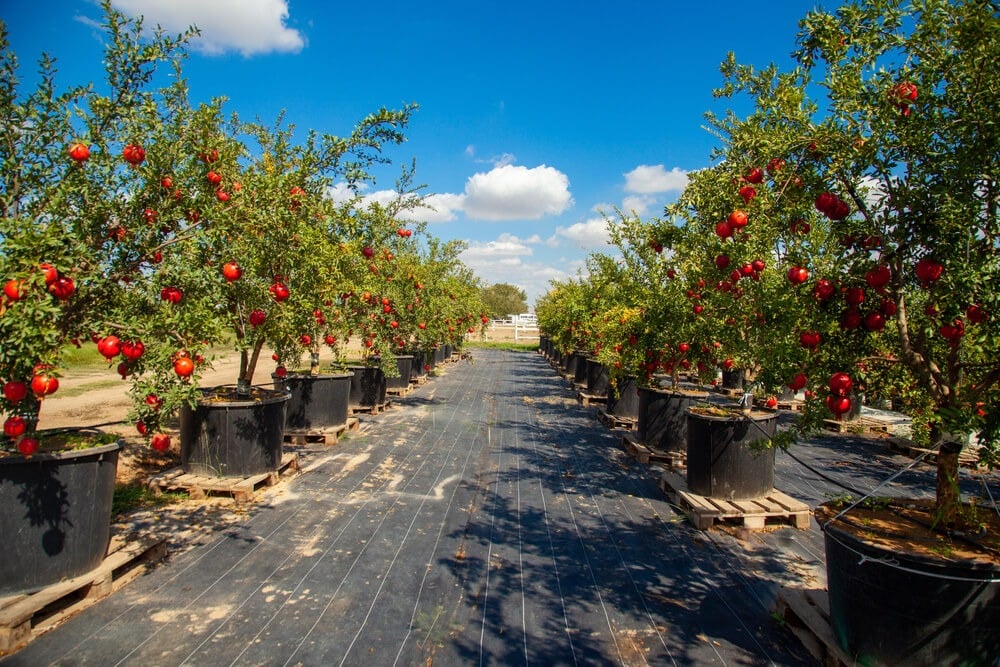 Lovely pomegranate trees growing in large black pots.