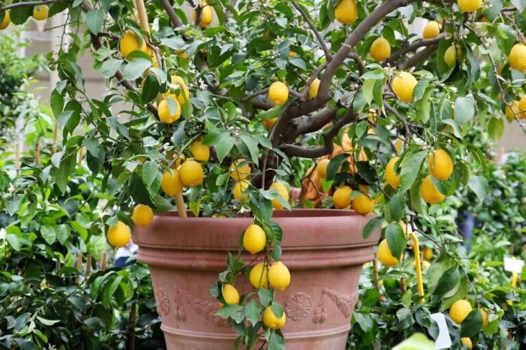 Lovely potted lemon tree growing in an outdoor nursery garden.
