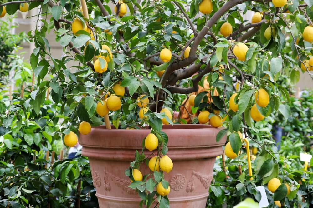 Lovely potted lemon tree growing in an outdoor nursery garden.
