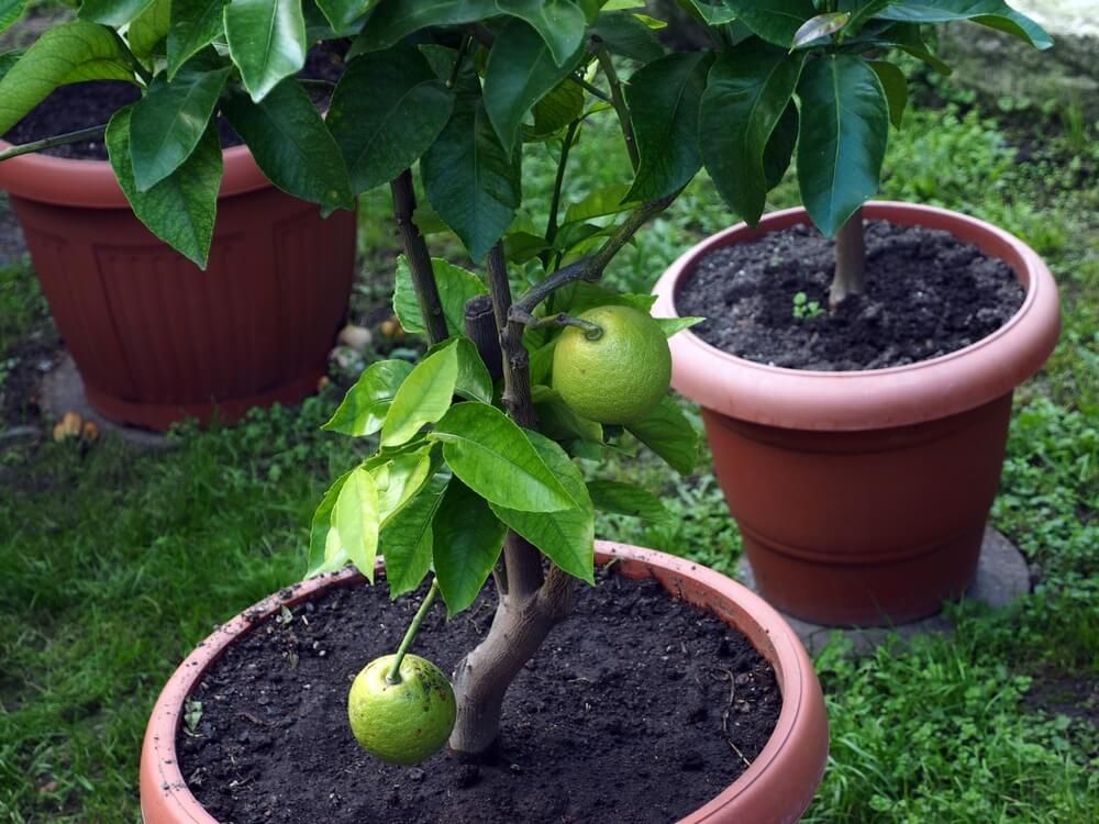 Lovely potted lemon trees with green fruits growing in the backyard.