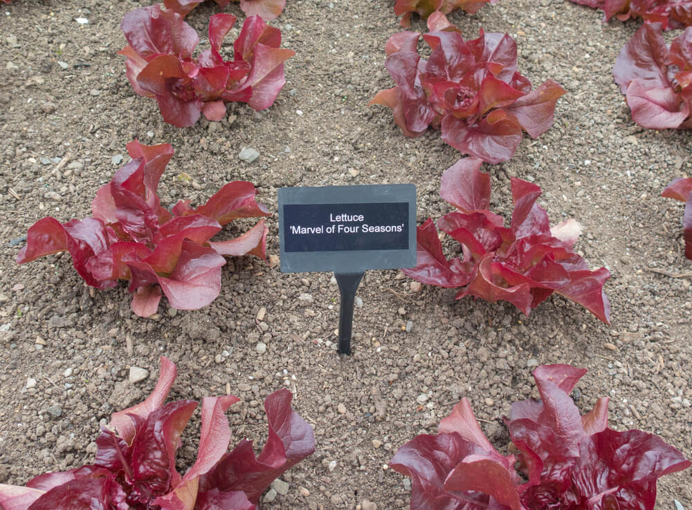 Lovely red leafed marvel of four seasons lettuce growing in the garden.