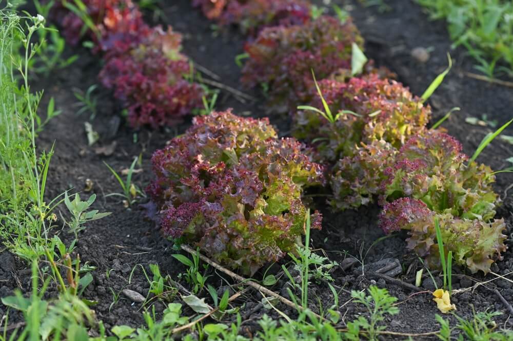 Lovely red leaves of Lollo Rossa lettuce growing in the garden.