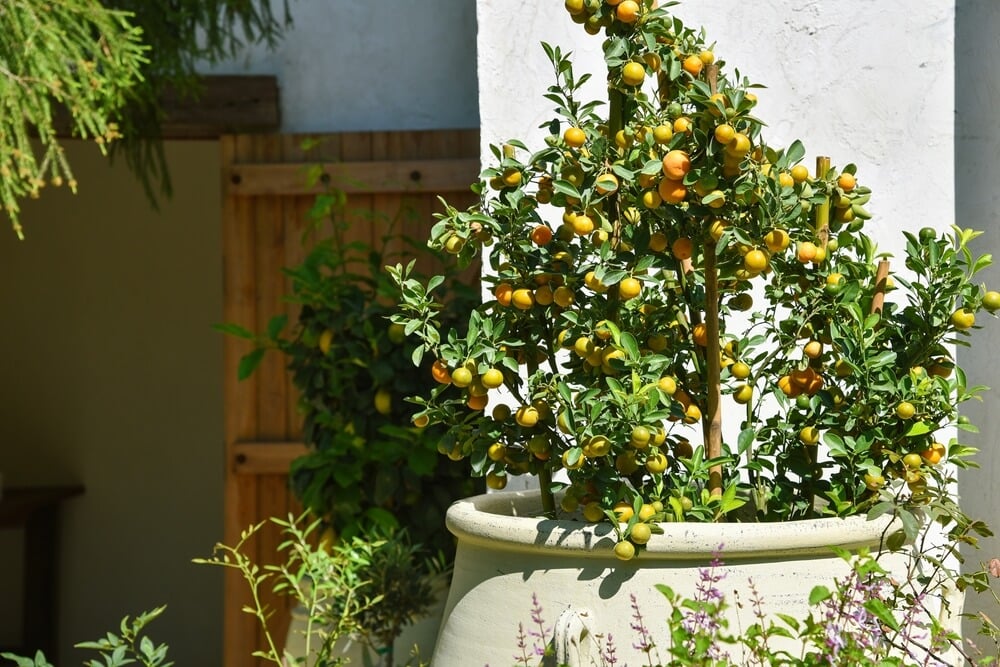 Orange tree growing in a large clay pot on a sunny front porch.