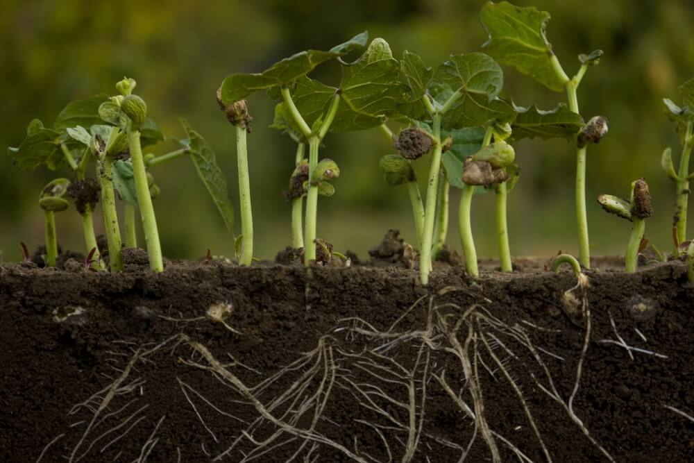 Organic green bean plants growing in the garden with an epic view of their healthy roots.