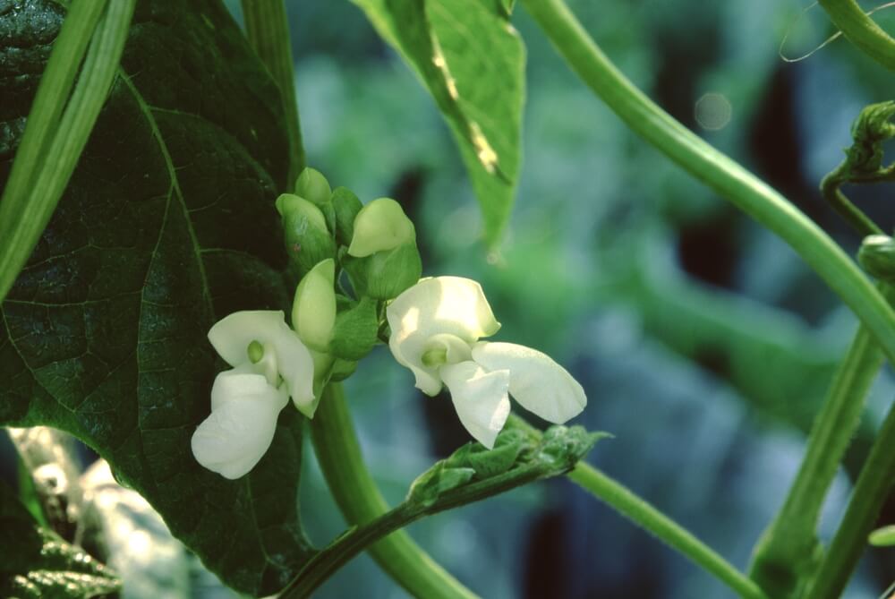 Organic Kentucky wonder green beans growing in the garden.