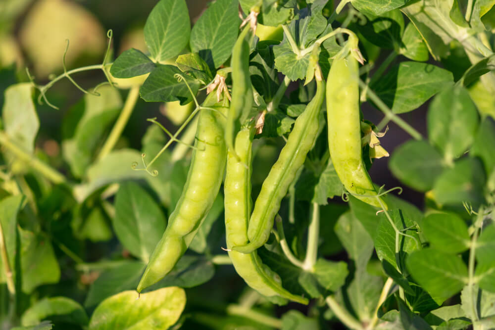 Plump green bean pods growing on a bush in the garden.
