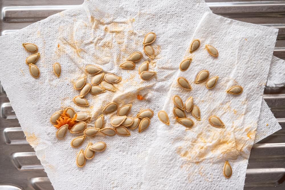 Pumpkin seeds resting on a white paper towel for cleaning drying and saving.