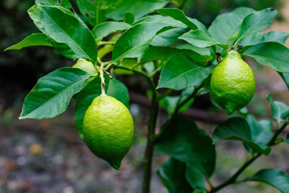 Ripe green eureka lemons growing on the tree.
