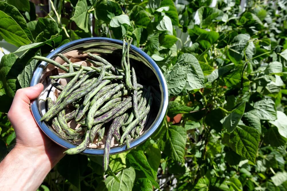 Steel bowl stuffed with organic green pole beans from the backyard garden.