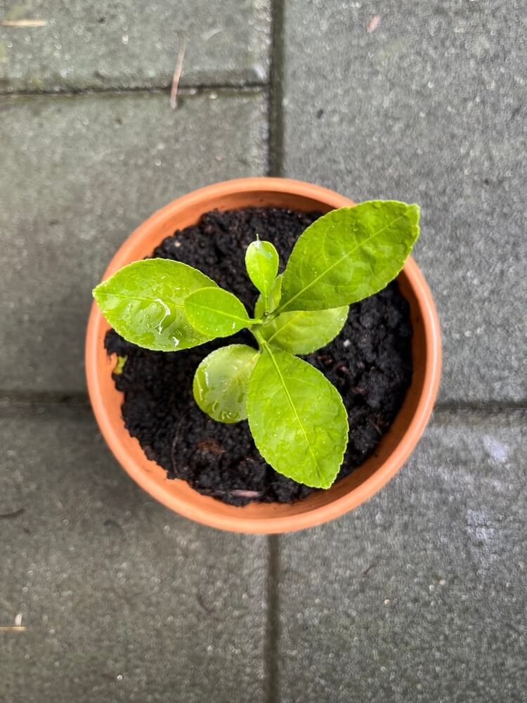 Tiny lemon seedling growing in a small terracotta pot.