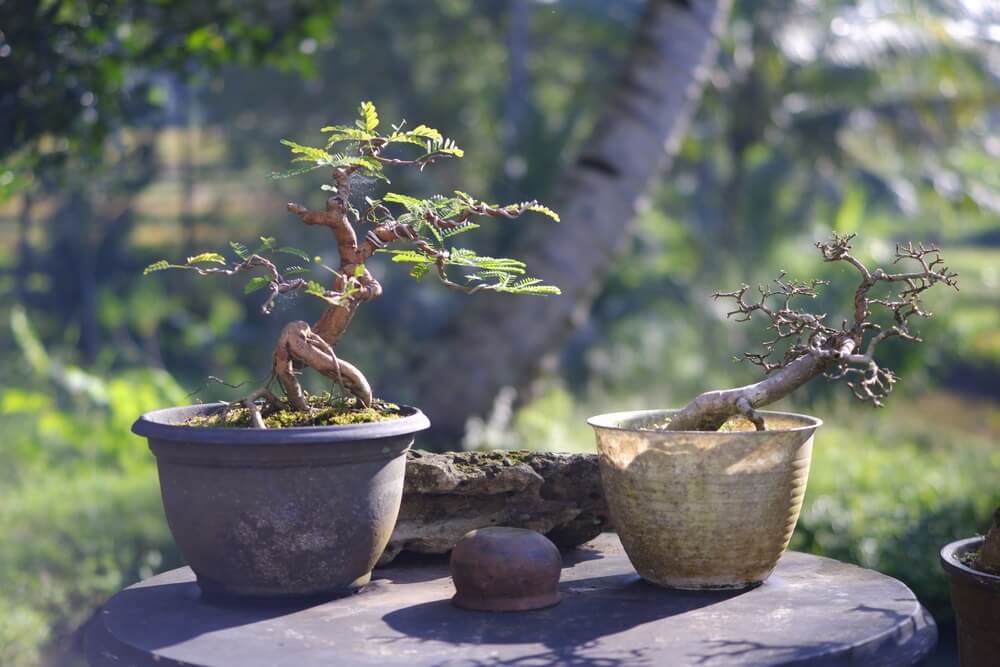 Two beautiful bonsai trees growing outdoors on a table.