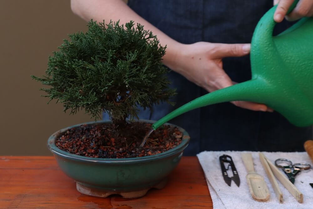 Watering a thirsty bonsai tree in a small green pot.