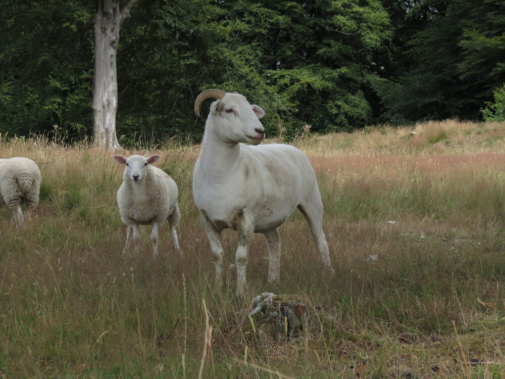 Wiltshire horn sheep exploring foraging and grazing in a grassy meadow.