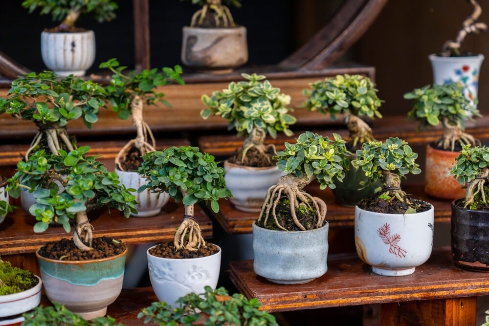 Wooden shelves displaying several beautiful bonsai trees.