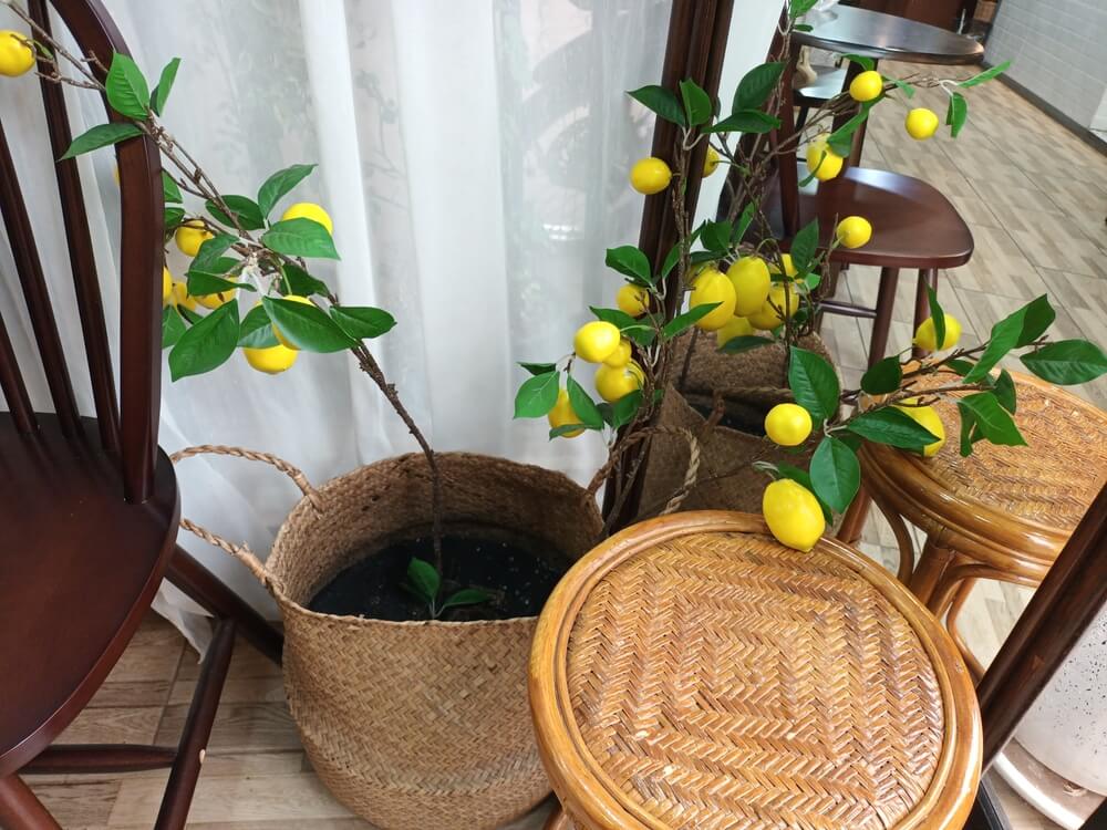 Yellow Meyer lemons growing indoors in a small pot or container.