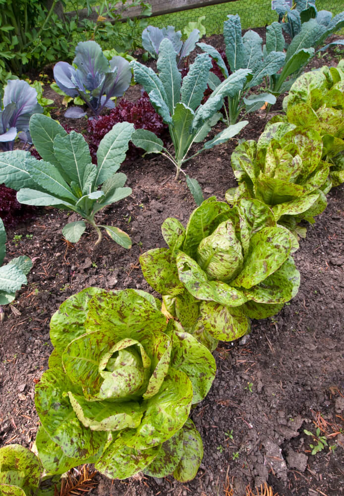 Yummy organic speckled lettuce growing in a raised garden bed.