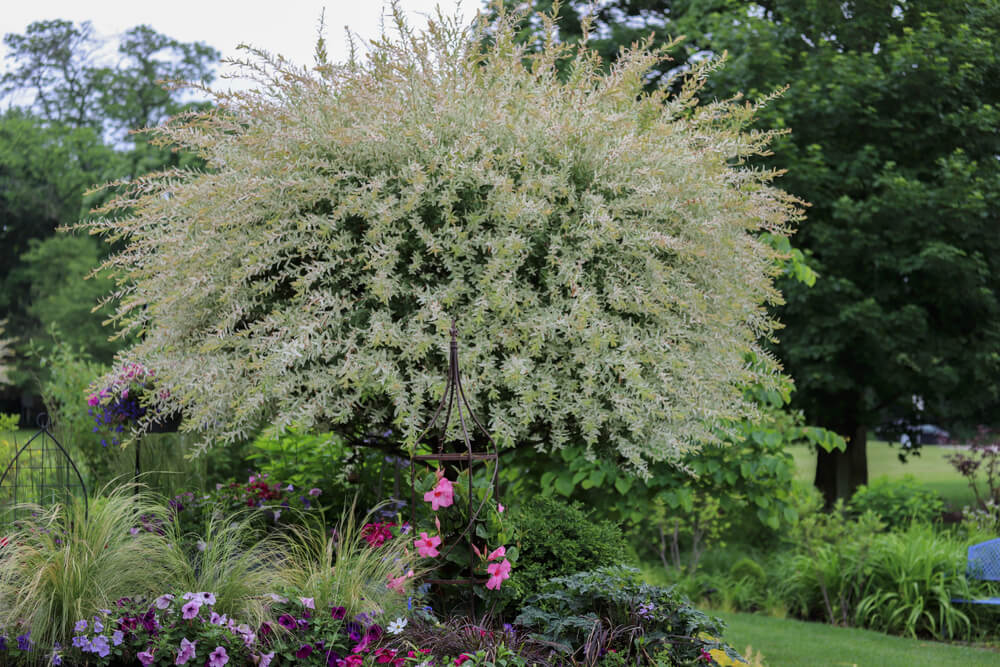 A beautiful variegated Japanese ornamental willow growing in the summer garden.