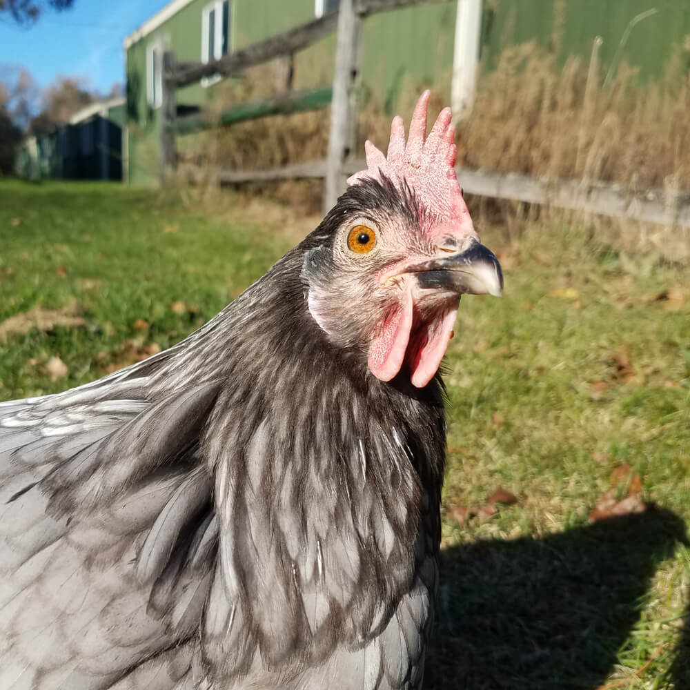 A close up and personal portrait with an epic Blue Andalusian hen.
