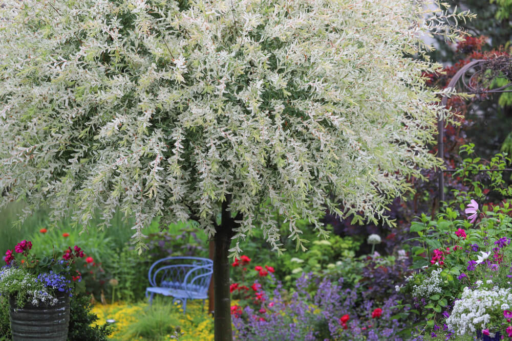 A gorgeous Japanese dappled willow tree growing next to geraniums red roses and catmint.