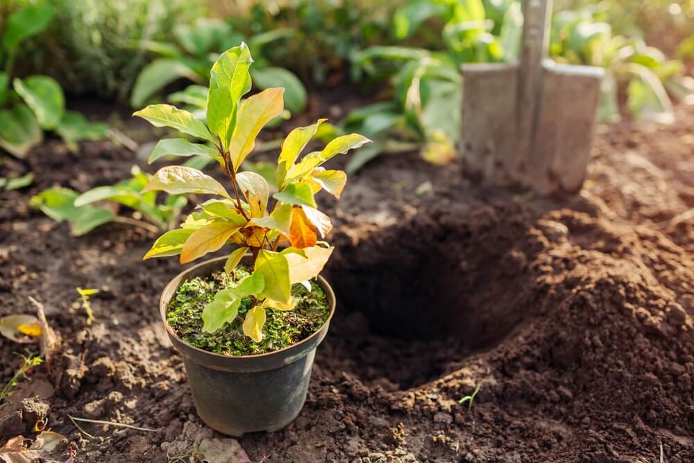 A gorgeous magnolia plant in a pot ready to get sown in the autumn garden.