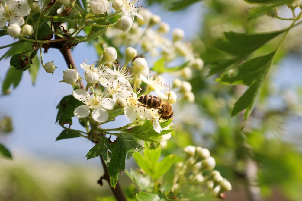 A hungry bee gathering nectar from a flowering hawthorn tree.