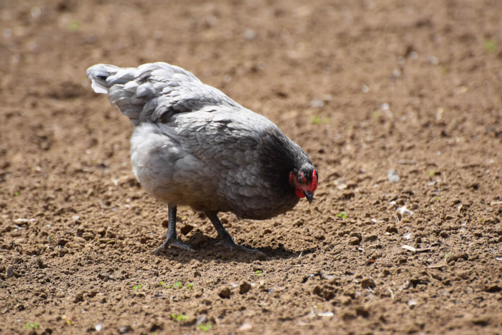 A hungry Blue Andalusian grazing in the yard for lunch.