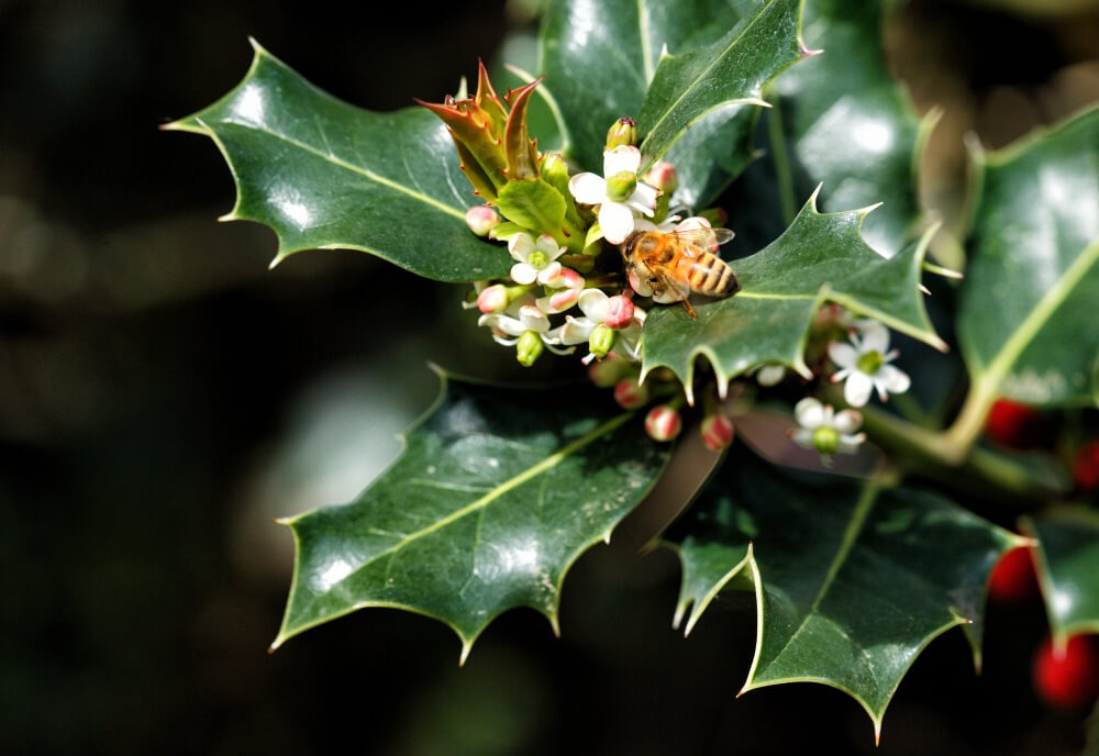 A hungry honey bee visiting an American holly tree in bloom.