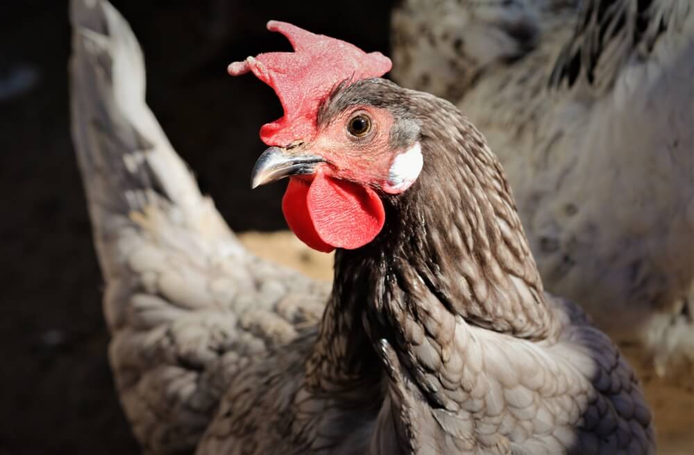 A lovely Blue Andalusian hen living the homestead life.