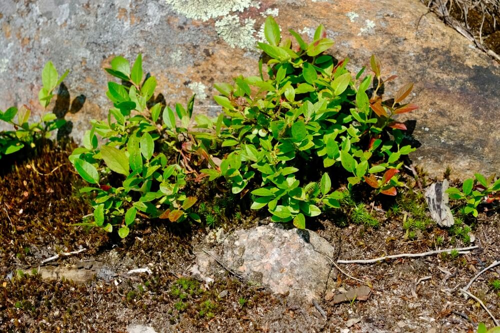 A lovely lowbush blueberry shrub also known as vaccinium angustifolium.