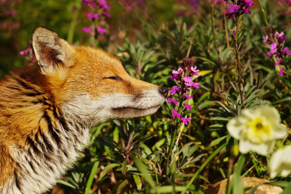 A lovely red fox relaxing and enjoying the beautiful spring flowers.