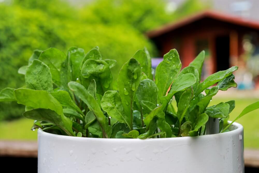 A small but healthy spinach plant growing in a white pot.