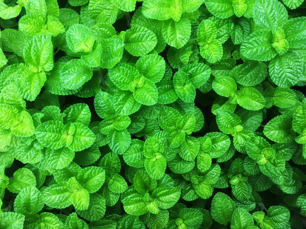 A thick carpet of lush green apple mint leaves.