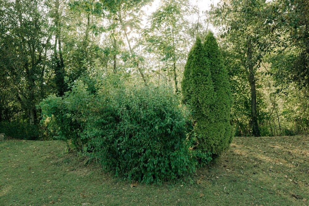 A vibrant patch of dense green shrubs and evergreens growing in a sunlit woodland garden.