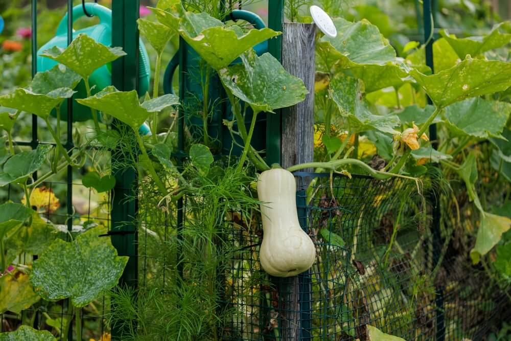 A vibrant vertical garden with a healthy butternut squash gourd on the vine.