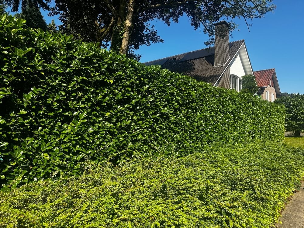 An epic laurel living hedge in front of a house for extra privacy.