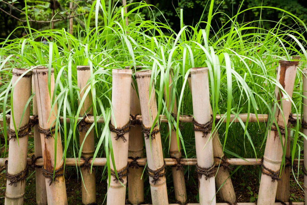 An epic privacy fence or barrier made from bamboo.