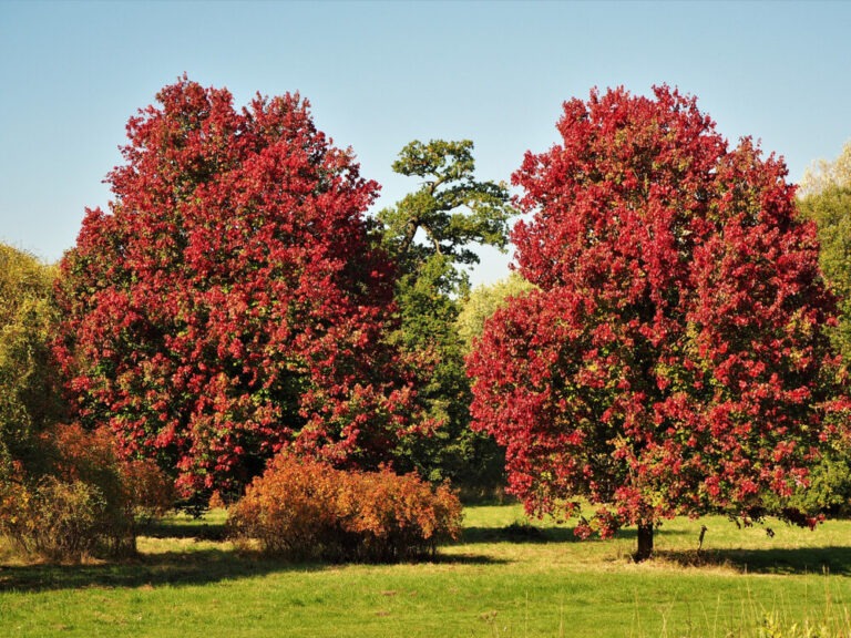 17 Beautiful Pollinator Trees That Support Bees, Butterflies, And ...