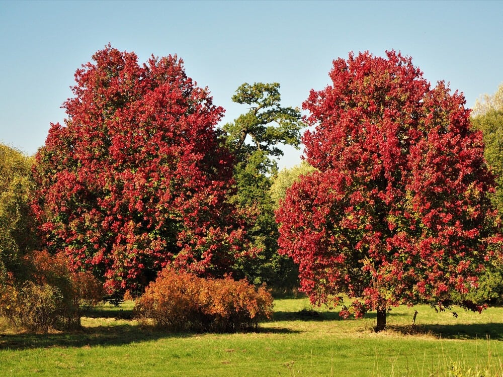 Beautiful Acer rubrum 'October Glory' tree with brilliant red or orange leaves.