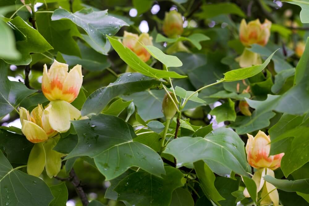 Beautiful blossoms of tulip tree also known as Liriodendron tulipifera.