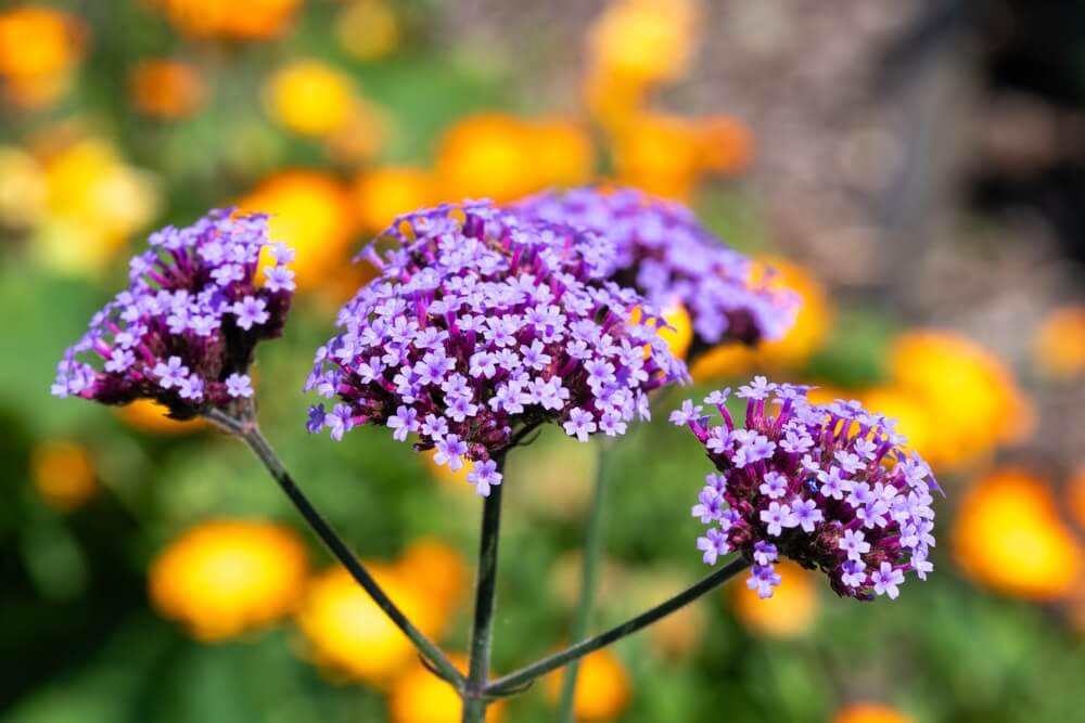Beautiful Purpletop Vervain or Verbena Bonariensis flowers in bloom.