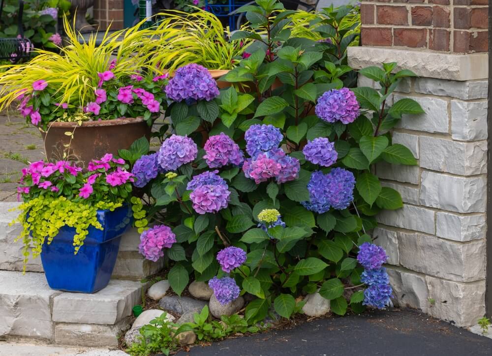 Beautiful purplish pink reblooming hydrangea flowers growing on a front porch.